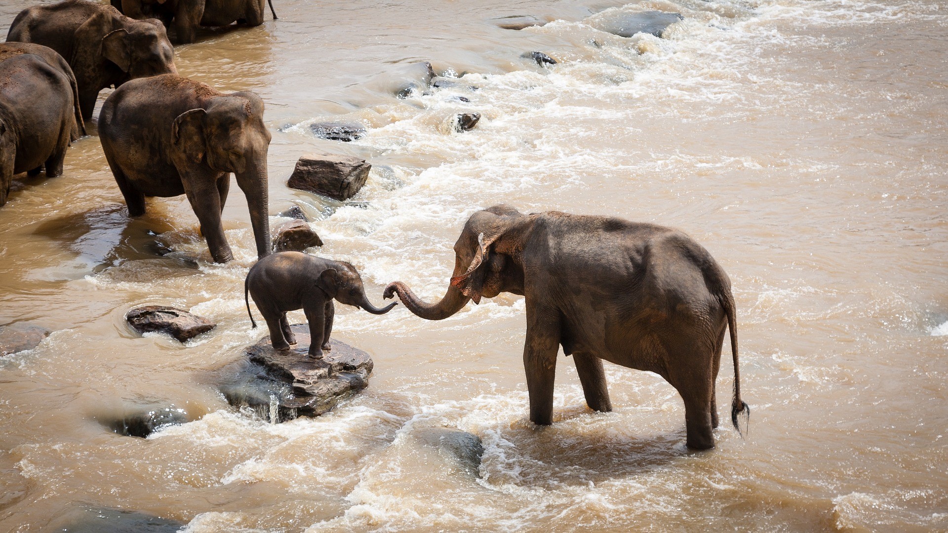 Afbeelding van een jonge olifant tegenover een grote olifant. De slurven komen bij elkaar. Op de achtergrond staan meerdere olifanten in het water.