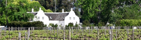 Foto van wijngaarden in Stellenbosch. Op de achtergrond staat een wit huis.