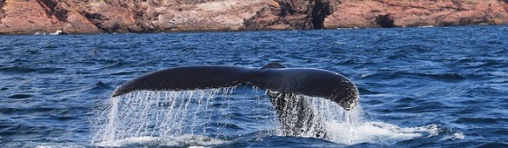 Afbeelding van duikende walvis. Staart komt boven het water uit. 