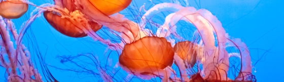 Blauwe zee met oranje gekleurde kwallen