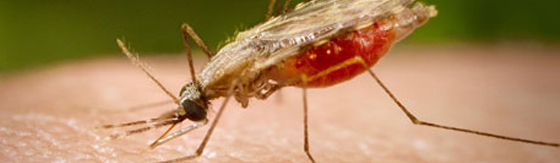 malariamug.jpg