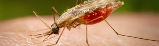 Ingezoomde foto van malariamug op de huid.