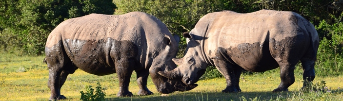 Twee neushoorns staan tegenover elkaar met de koppen tegen elkaar aan.