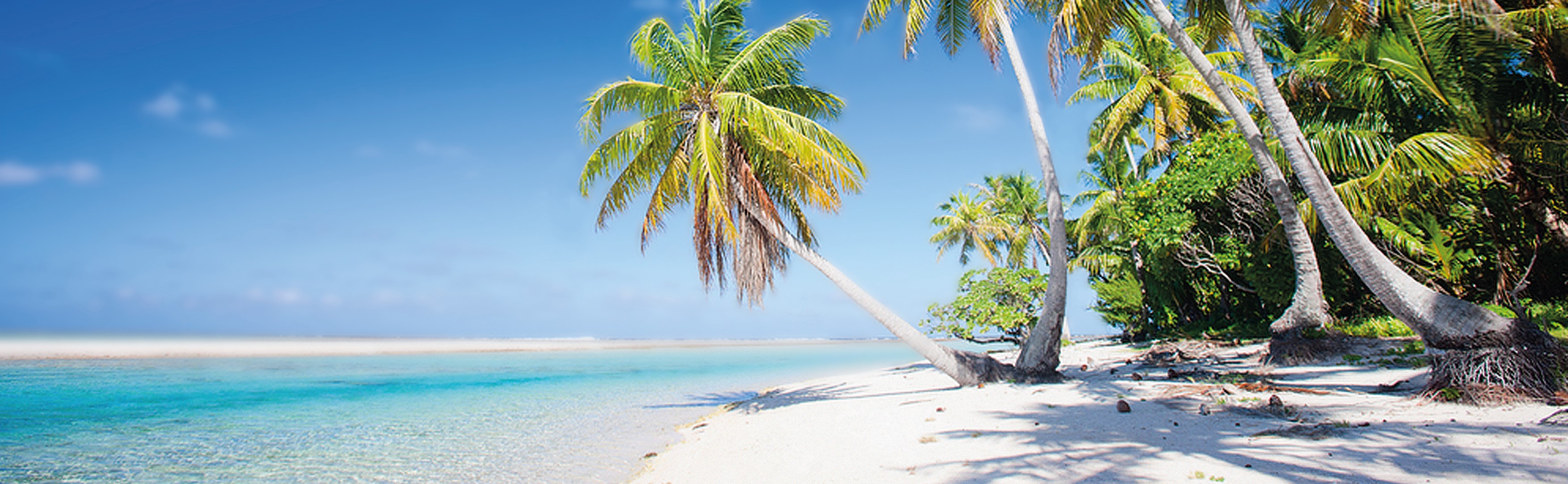  Afbeelding van blauwe lucht met een helderblauwe zee, wit strand met palmbomen. Palmboom staat scheef en hangt over het strand. 