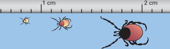 Drie teken op een rijtje, van nymph 1mm, via 2mm tot volwassen teek, van 5 mm groot