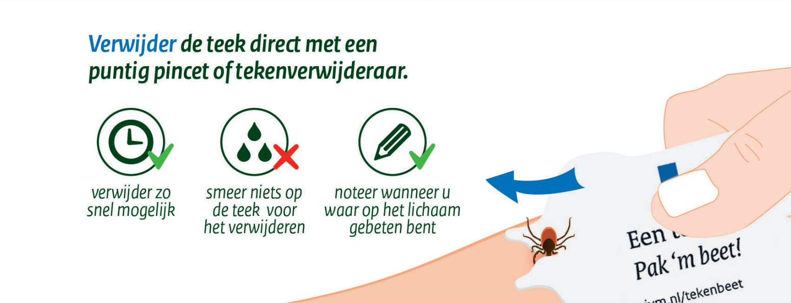 Afbeelding met stappenplan teek verwijderen. Verwijder de teek zo snel mogelijk, smeer niets op de teek voor het verwijderen, noteer wanneer je waar op het lichaam gebeten bent. Een hand houd de tekenkaart vast en schuift de tekenkaart richting de teek om te verwijderen.