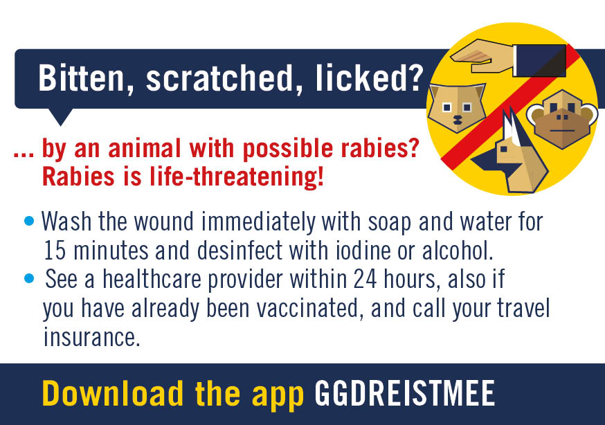 Engelstalige sticker stappenplan rabiës. Bitten, scratched, licked by an animal with possible rabies? Rabies is life-threatening! Wash the wound immediately with soap and water for 15 minutes and desinfect with iodine or alcohol. See a healthcare provider within 24 hours, also if you have already been vaccinated, and call your travel insurance. Download the app ggdreismee.