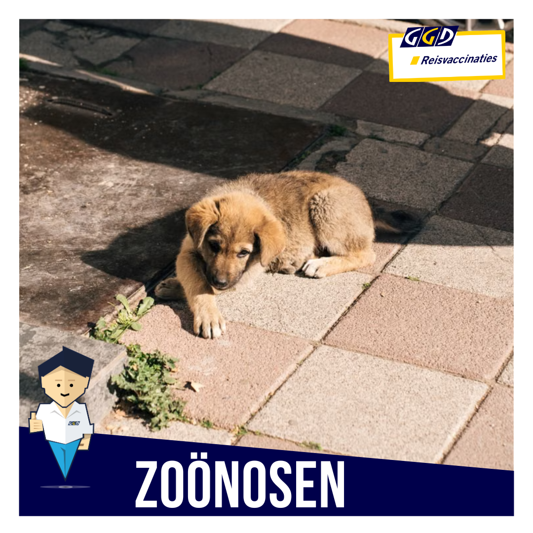 Wereld dierendag 4 oktober